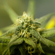Weed grown at a not-for-profit medical dispensary in California.